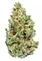 Cannabis